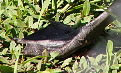 [Side view of tne black webbed foot of a gosling with three sharp, hook-like protuberances at the ends.]